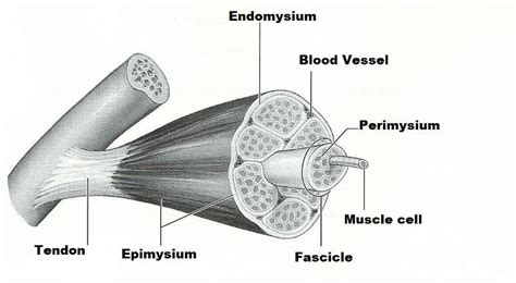 Exercise 14 Microscopic Anatomy And Organization Of Skeletal Muscle