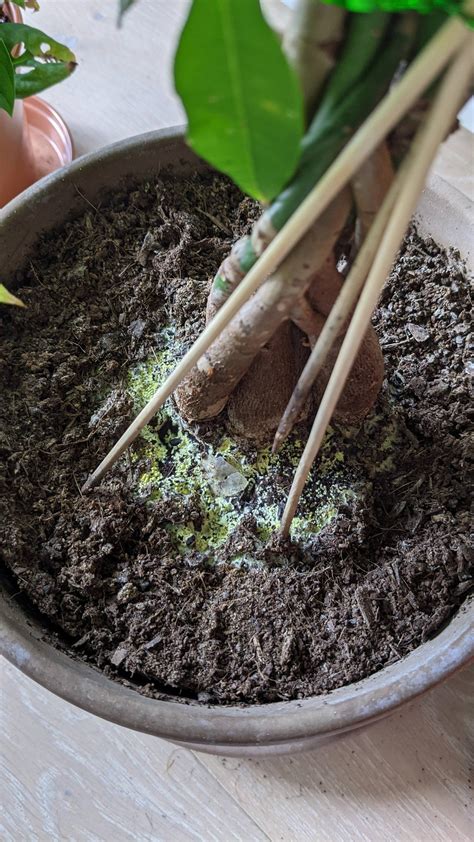 The various levels of the soil water content. Help with mould in Money Tree soil : plantclinic
