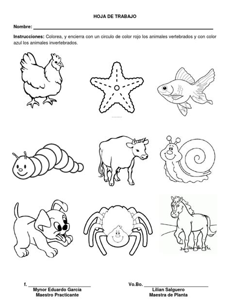 Dibujos De Animales Invertebrados Para Colorear