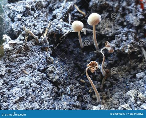 Fungus That Grows In Moist Soil Stock Photo Image Of Moist Grows