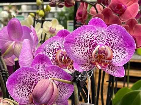 Multiple Phalaenopsis Orchid Blossoms Pink Orchidaceae Heead On