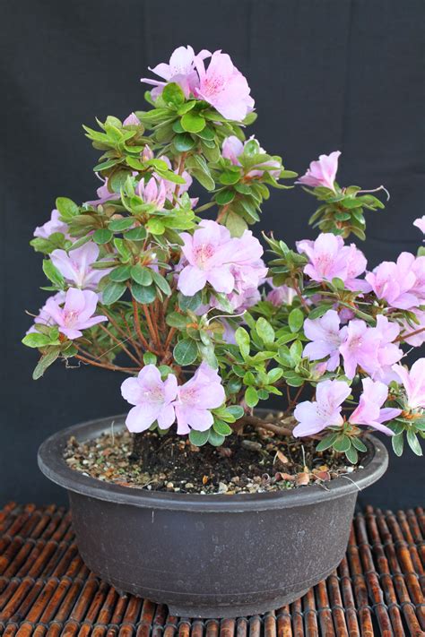 Azalea Bonsai Care Idea Camiciemontex