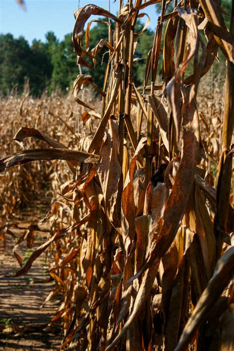 Corn Stalk Bundles The Bitter Socialite