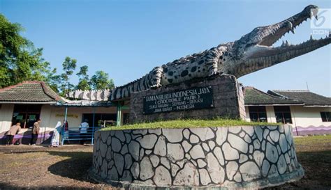 Apakah lidah buaya bisa mempercepat pertumbuhan rambut? Taman Buaya Indonesia Jaya, Penangkaran Buaya Terbesar di ...