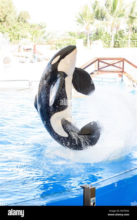 Killer Whale Splashing Hi Res Stock Photography And Images Alamy