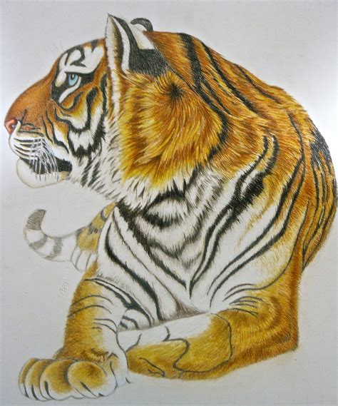 Dibujos De Tigres De Bengala A Lapiz Imagui