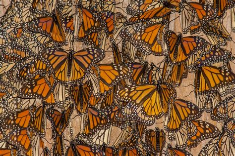 Monarch Butterflies Hd Wallpaper Background Image