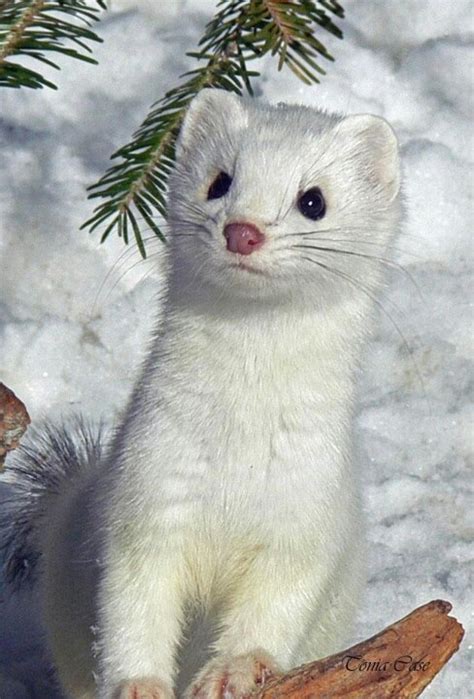 The Stoat Mustela Erminea Also Known As The Ermine Or Short Tailed