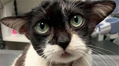 Cats are typically adopted in pairs for companionship. North Carolina Humane Society says 'Baby Yoda' cat was ...