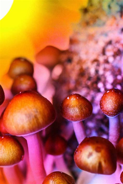 Psilocybin And Magic Mushrooms Effects And Risks