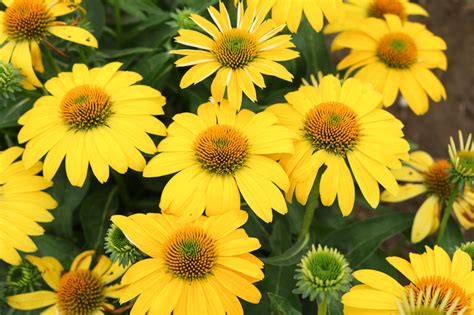 Sombrero Lemon Yellow Improved Coneflower Echinacea Hybrid