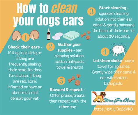 How To Clean Your Dogs Ears — Woofpurnay Veterinary Hospital