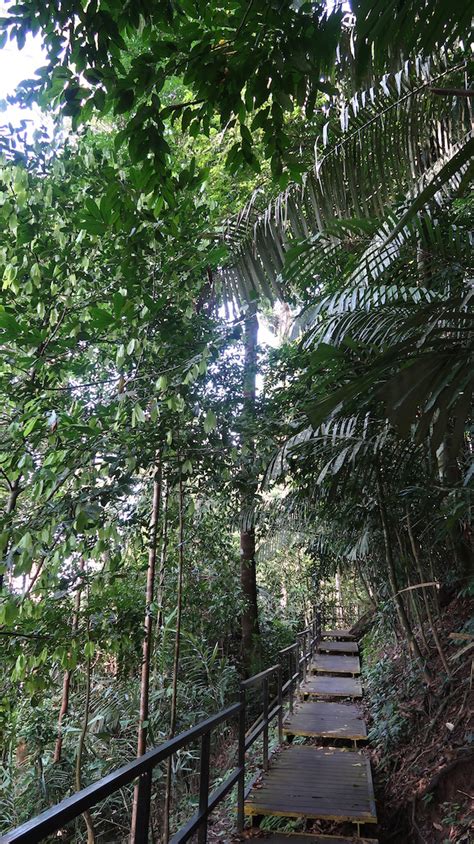 New adventure in malaysia's ancient rainforest. Taman Negara, Parque Nacional Kuala Tahan, Malásia | Viaje ...
