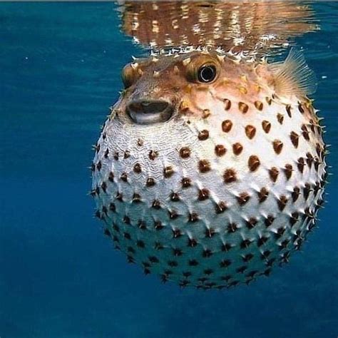 📌 Caption This We Love A Puffer Fish At Ourbluemess ⁣ ⁣ Get To Know