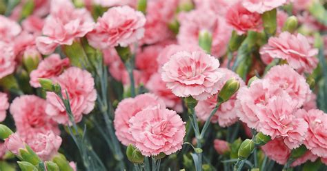 Garden (outdoor area containing one or more types of plants, usually plants grown for food or ornamental purposes) orchard (garden or an area of land. Gartennelke (Dianthus caryophyllus): Informationen, Tipps ...