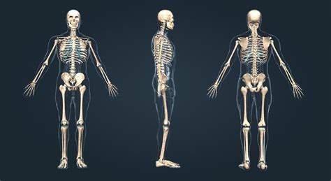 Menselijk Skelet 3d Scène Mozaik Digital Education And Learning