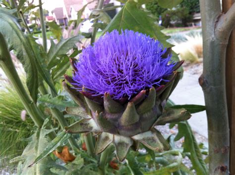 Check spelling or type a new query. Pin on flowers and more flowers