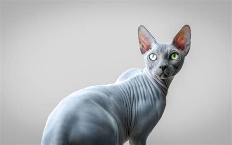Sphynx Cat Wallpapers Top Free Sphynx Cat Backgrounds Wallpaperaccess