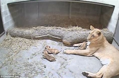Lioness Gives Birth At Cincinnati Zoo After Six Day Round The Clock