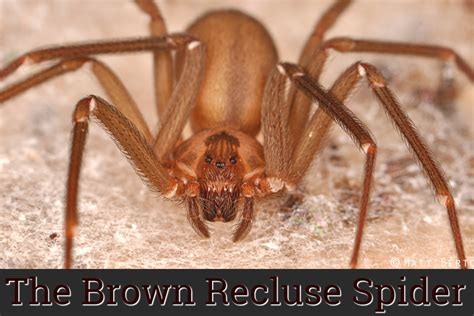 'Tis the Season of the Brown Recluse Spider: Staying Safe - 21st ...