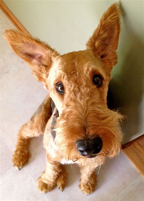 Airedale Terrier Ears Pets Lovers