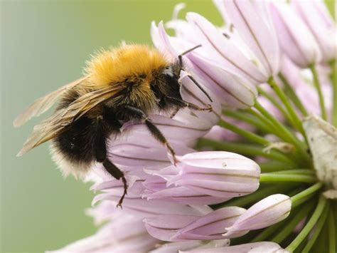 How To Identify The Most Common Uk Bumblebee Species 38 Degrees