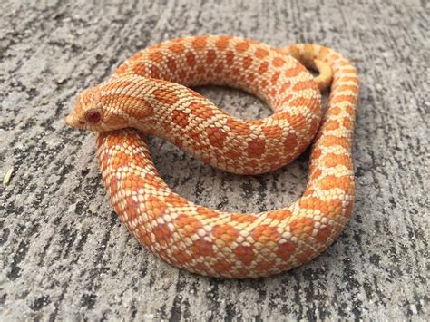 Albino Western Hognose Snakes For Sale Snakes At Sunset