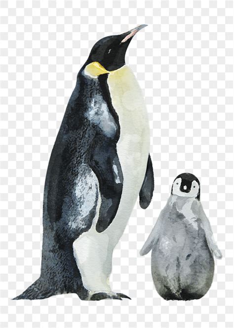 King Penguin Clipart