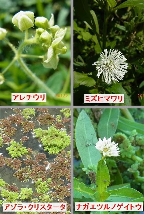 パッカーズ ３９． ８ 大宮店 からの返信. 日本野鳥の会大阪支部