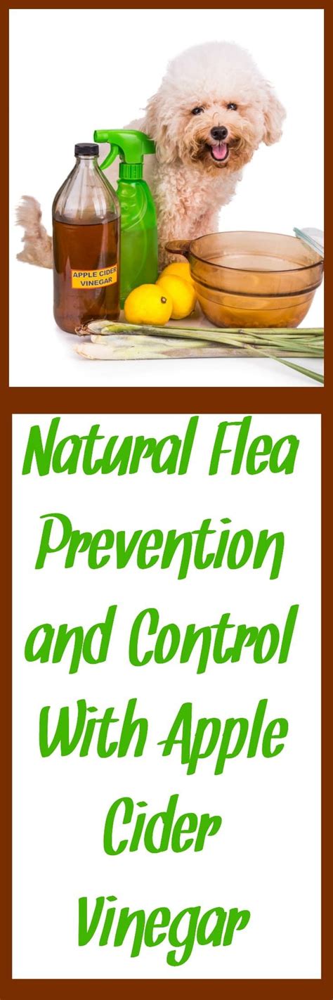 Natural Flea Prevention And Control With Apple Cider Vinegar Apple