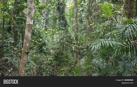 Daintree Rainforest Image And Photo Free Trial Bigstock