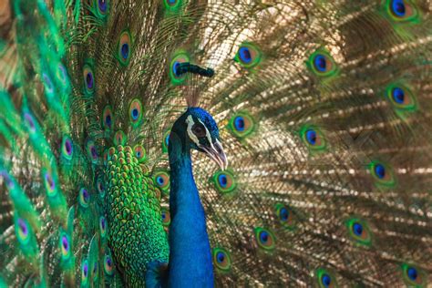 Beautiful Peacock Stock Image Colourbox