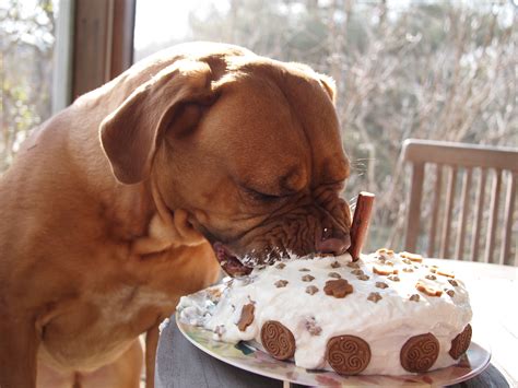 How To Bake A Healthy Dog Birthday Cake Jenn Pet Vets Blog