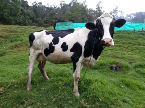 Vendo Hermosas Vacas Lecheras 6000 En Mercado Libre