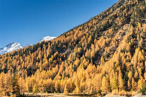 Beautiful Larch Forest In Fall In Thew Swiss Alps With Snowy Mountains