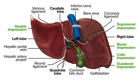 Diagram Of Liver The Liver And Its Functions Center For Liver Disease
