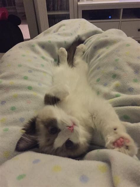 Salem michigan pets and animals 900 $. Ragdoll Kittens for Sale in Chicago, Illinois, & Midwest ...