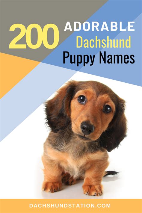 Top Unique Dachshund Names 2024 Dachshund Station Puppy Names