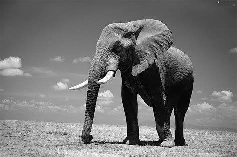 Grayscale Africa Elephant Savanna 2260x1500