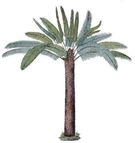 Retro Palm Tree Png