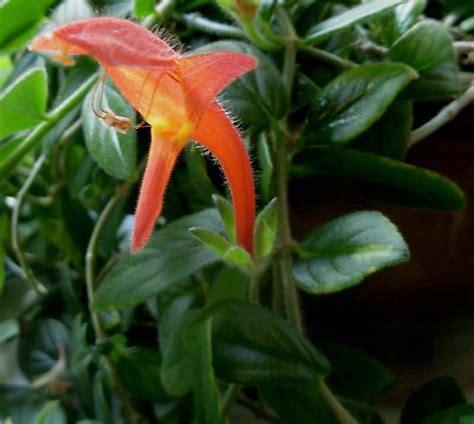 Among the most common fish in the aquarium hobby, goldfish belong to the family cyprinidae and are native to eastern asia. Goldfish Plant Care: Tips to Grow a Columnea Gloriosa ...