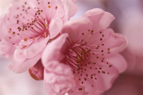 Download Pretty Desktop Pink Flowers Wallpaper