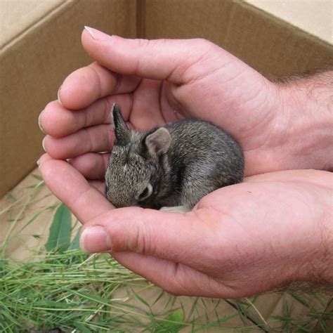 Really Cute Baby Bunnies For Sale Tiny Baby Animals