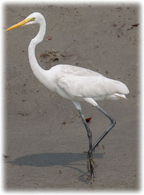 How To Identify Egrets And Herons