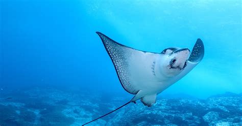 Stingray Sea Rays Are Stingrays Dangerous To Swim With
