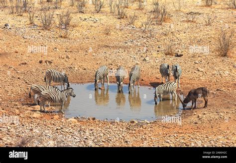 Animals Drinking At A Water Hole In Etosha National Park Namibia