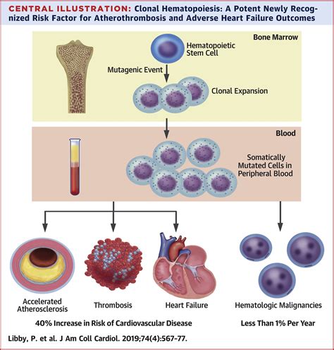 Clonal Hematopoiesis Crossroads Of Aging Cardiovascular Disease And