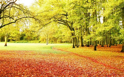 Hd Wallpaper Forest Trees Leaves Grass Autumn Leaf Nature
