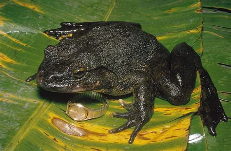 Goliath Frog Photograph By Paul Zahl Pixels