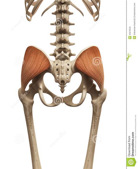 Your glutes are made up of three parts: The gluteus medius stock illustration. Illustration of ...